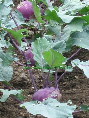 Aywal Fast Germination Knol Khol,Kholrabi Seed(2000 per packet)