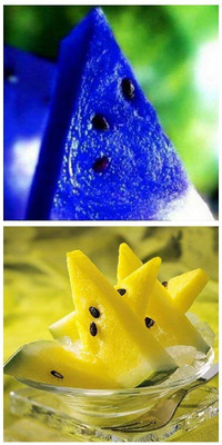 KNESSiN Blue & Yellow Watermelon Dwarf Potted Fruit Combo[100 Seeds] Seed(100 per packet)