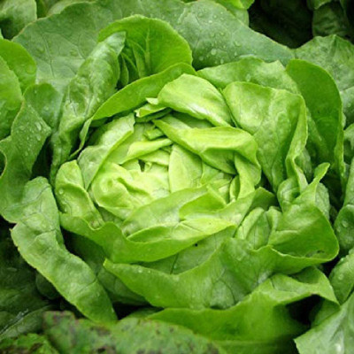 CYBEXIS High Germination Buttercrunch Lettuce Seeds1000 Seeds Seed(1000 per packet)