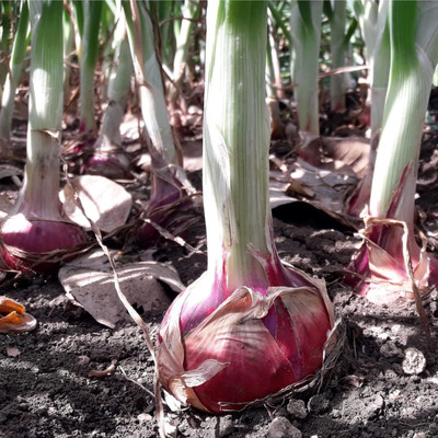 Biosnyg Hybrid Red Onion Seeds For Kitchen Gardening-(750 Seeds) Seed(750 per packet)