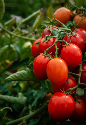 Kishori Creation tomato Seed(130 per packet)