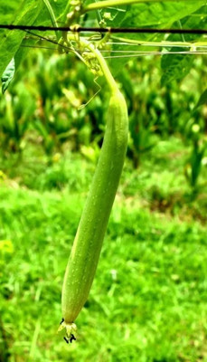 Quentova Sponge Gourd (Tori) Hybrid Seeds-LNT-7H Seed(100 per packet)