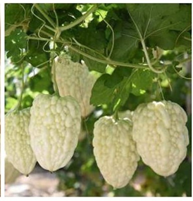 Qualtivate PUA-8A Bitter gourd white chinese F1 variety Seed(50 per packet)