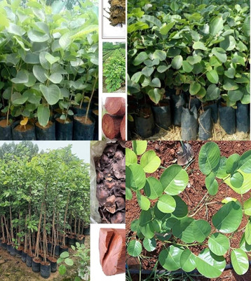 ibains lal chandan seeds tree beez 20 Seed(20 per packet)