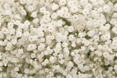 ACCELCROP Green Gypsophila Seed(84 per packet)