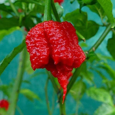 KNESSiN Carolina Reaper Chilli Seed(200 per packet)