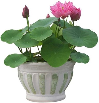 VibeX VVI-72 - Aquatic Plants Bowl Lotus - (270 Seeds) Seed(270 per packet)