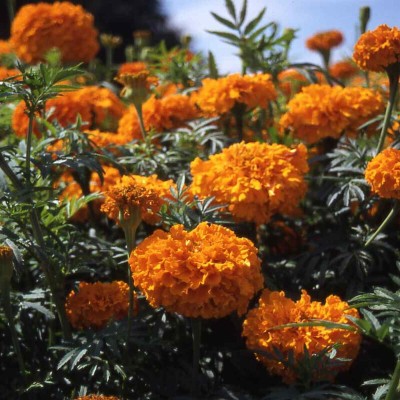 Arshiayat Marigold Flower Seed(69 per packet)