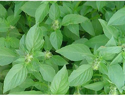 VibeX ® XLR-35 Lemon Basil (Ocimum basillicum citriodorum) Seed(1000 per packet)