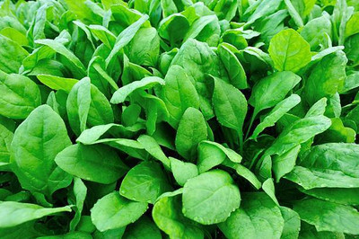 AFARTIOBINA 110 PCS SPINACH SEEDS-A02 Seed(110 per packet)
