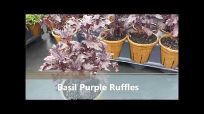 Qualtivate HUA-48 NON GMO Purple Ruffles Basil Seed(1000 per packet)