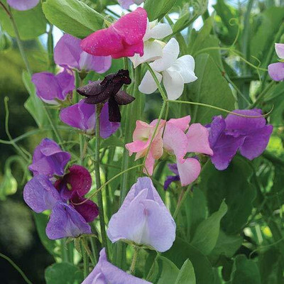 Lorvox Flower Seeds - Sweet Pea (Giant Wave Mixed) Seed(4 per packet)