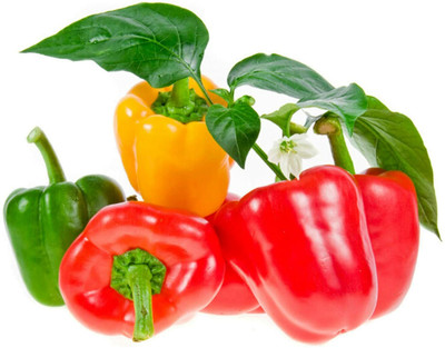 CYBEXIS F1 Hybrid Mixed Color Capsicum Seeds2400 Seeds Seed(2400 per packet)