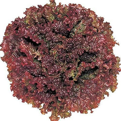 Qualtivate AXL-1AT Red Fire Lettuce Seeds Seed(300 per packet)
