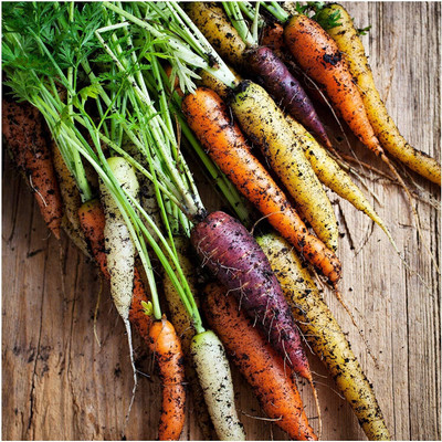 Qualtivate HUA-3A Rainbow Blend Carrot Seeds Seed(300 per packet)