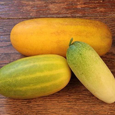 Qualtivate XXX-3A South Sambar Cucumber-Yellow Seed(300 per packet)