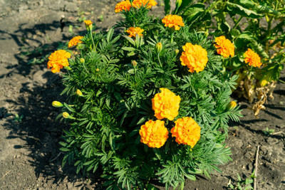 Kritharth Creation marigold/gende ka phool flower seeds Seed(75 per packet)