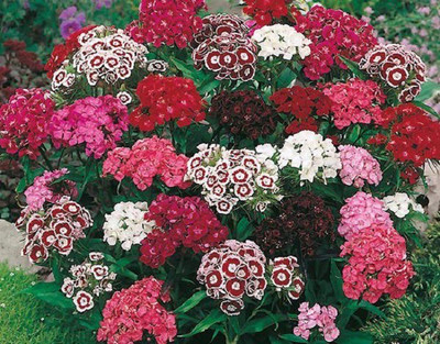 CYBEXIS SWEET WILLIAM MIXED SEEDS400 Seeds Seed(400 per packet)