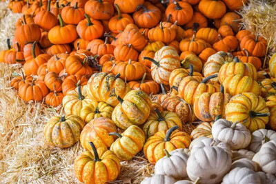 KNESSiN Hybrid Harvest Blend Mini Pumpkin Seeds For Planting (60 Seeds) Seed(60 per packet)