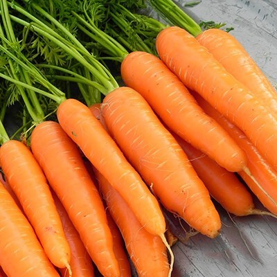 Quentova Gaajar Orange Carrot Vegetable-10X-DLX Seed(250 per packet)