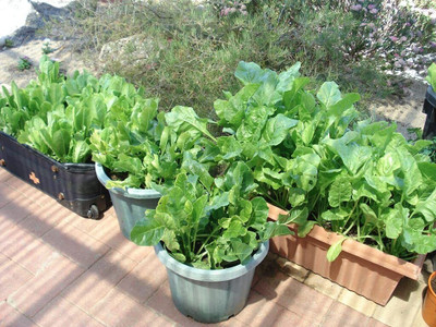 Aywal Malabar Spinach / Palak Seed(3000 per packet)