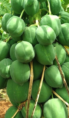 Seedsqlty Papaya seeds f1 786 Seed(300 per packet)