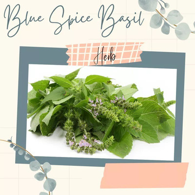 VibeX ® VXI-37 Blue Spice Basil Seeds Seed(1000 per packet)