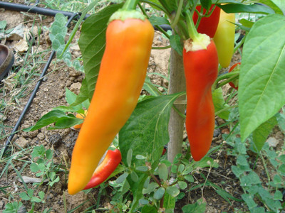 WILLVINE Hungarian Wax Chilli Seeds-[1500 Seeds] Seed(1500 per packet)