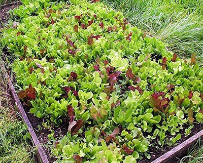 WILLVINE LXI-840 This is a Mix!Microgreens Mix 40 Varieties Seed(200 per packet)