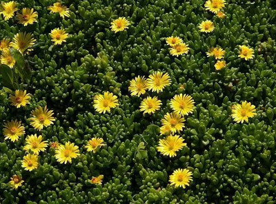 Aro Mesembryanthemum Seed(30 per packet)