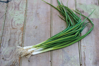 Qualtivate GXL-6AT Evergreen Long White Bunching Onion Seed(500 per packet)