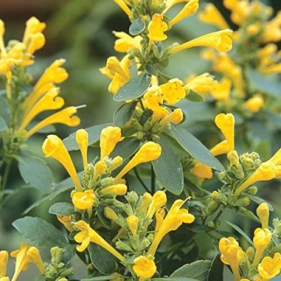 CYBEXIS NBIR-76 - Arizona Sun Hummingbird Mint - (450 Seeds) Seed(450 per packet)