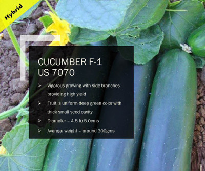 CYBEXIS CUCUMBER F-1 PUAS-7070 SEEDS(1000 Seeds) Seed(1000 per packet)