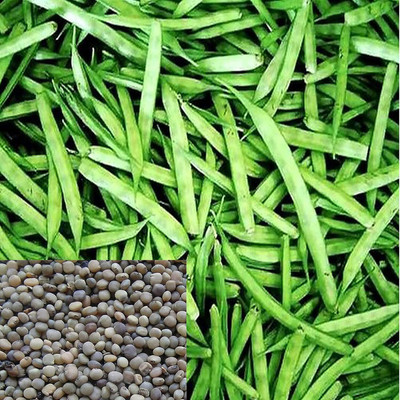 Aywal Gwar Fali/Cluster Beans Seed(430 per packet)