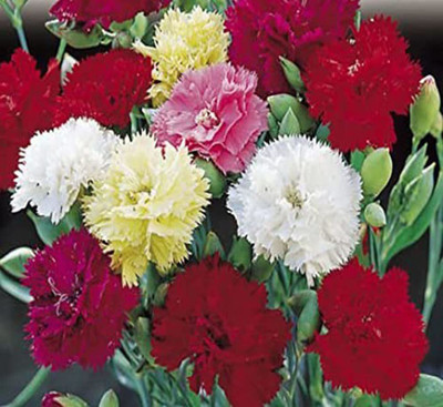 KANAYA Carnation Mix Seed(100 per packet)