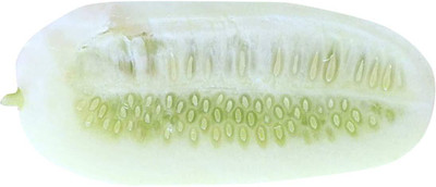 WILLVINE Cucumber Fruit Seeds-White-[2000 Seeds] Seed(2000 per packet)