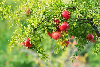 Seedsqlty Pomegranate seeds to grow plants Seed(5 per packet)
