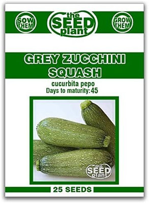 Qualtivate LXI-75 Grey Zucchini Squash Seeds Seed(100 per packet)