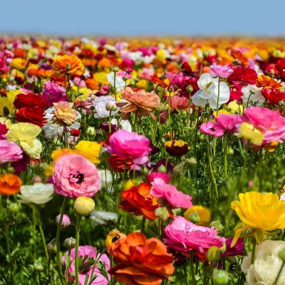 Aywal Ranunculus Flower Bulbs Mix Colour Seed(1 per packet)