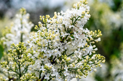 seedex gypsophila flower Seed(50 per packet)