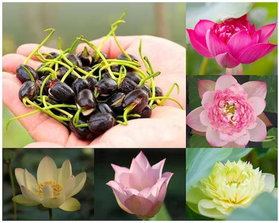 DEYS AGRO ™ micro lotus seeds,mini colourful lotus seeds mix Seed(25 per packet)