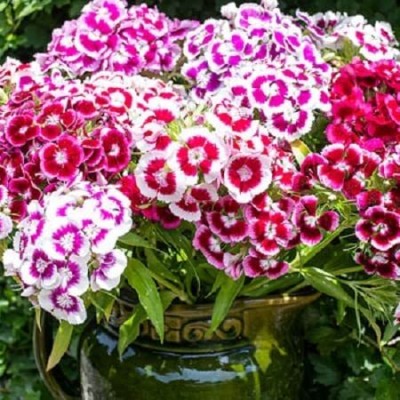 Lorvox Sweet William 'Double Mix' Seed(50 per packet)