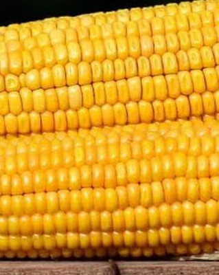 WILLVINE SCI -XVI F1 Hybrid Pusa Improved Sweet Corn -[100g] Seed(400 per packet)