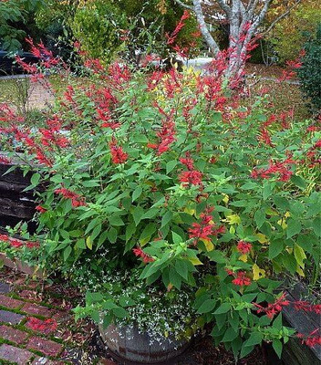 Qualtivate ICRA-5A Pineapple Sage Seeds Seed(100 per packet)