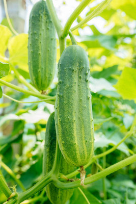 Kodali 26 Pcs -Cucumber Seed Seed(26 per packet)