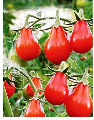WILLVINE Red Pear tomato vegetable Seeds H/G-[3000 Seeds] Seed(3000 per packet)