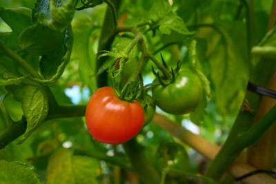 iGrow tomato Seed(70 per packet)