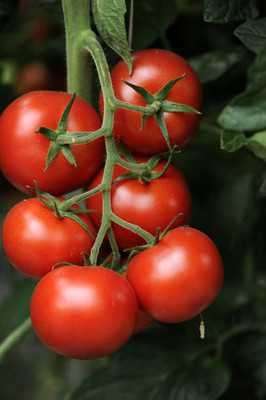 ReBuy tomato Seed(70 per packet)