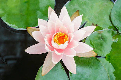 ShubhBhakti lotus,kamal gatta Seed(15 per packet)
