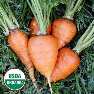 CRGO CARROT , GAJAR Seed(25 per packet)